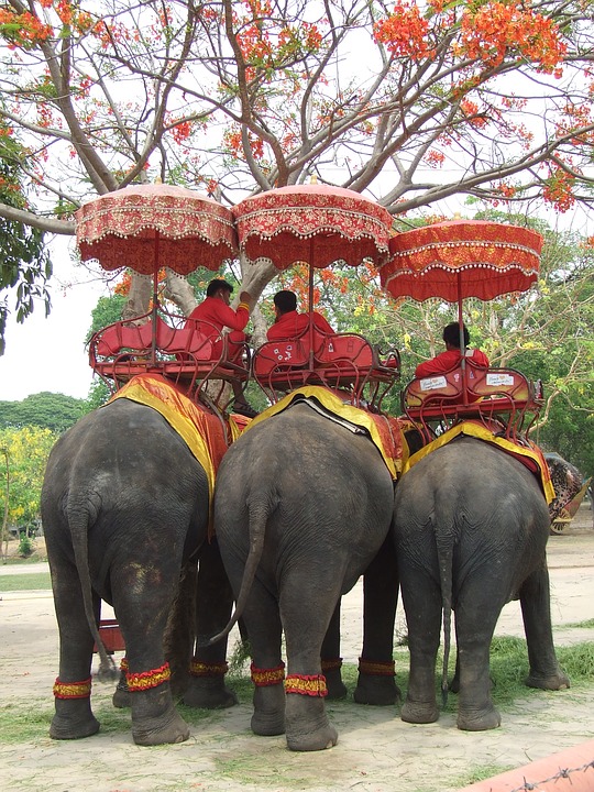 elephant thailandia1